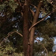 Eucalyptus sideroxylon at Garran, ACT - 25 Apr 2023 05:47 PM