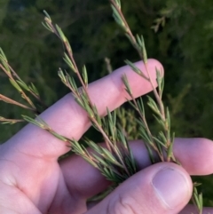 Kunzea ericoides (Burgan) at O'Malley, ACT - 25 Apr 2023 by Tapirlord