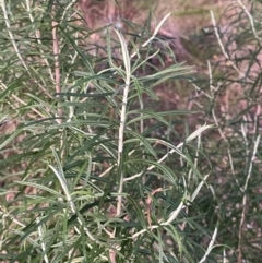 Cassinia longifolia at O'Malley, ACT - 25 Apr 2023 05:39 PM