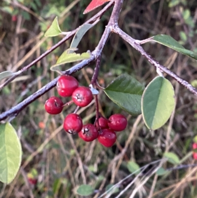 Cotoneaster pannosus (Cotoneaster) at O'Malley, ACT - 25 Apr 2023 by Tapirlord