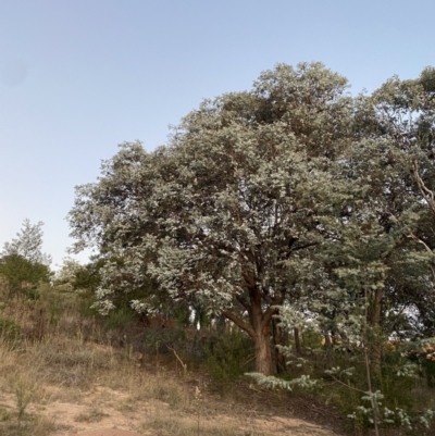 Eucalyptus cinerea subsp. cinerea (Argyle Apple) at O'Malley, ACT - 25 Apr 2023 by Tapirlord