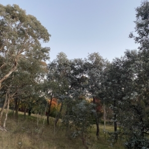 Eucalyptus cinerea subsp. cinerea at O'Malley, ACT - 25 Apr 2023 05:34 PM