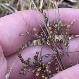 Juncus subsecundus at O'Malley, ACT - 25 Apr 2023 05:34 PM