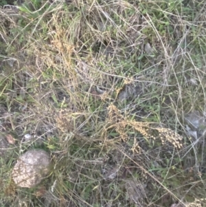 Juncus subsecundus at O'Malley, ACT - 25 Apr 2023