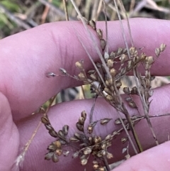 Juncus subsecundus at O'Malley, ACT - 25 Apr 2023 05:34 PM