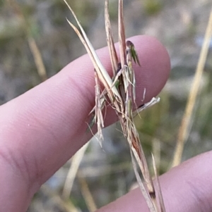 Cymbopogon refractus at O'Malley, ACT - 25 Apr 2023