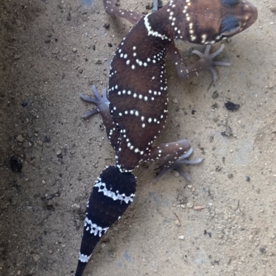 Underwoodisaurus milii (Barking Gecko, Thick-tailed Gecko) at Cowra, NSW - 7 Jun 2023 by brunonia