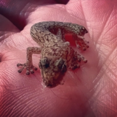 Christinus marmoratus (Southern Marbled Gecko) at Gowrie, ACT - 8 Jun 2023 by Becbec