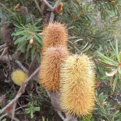 Banksia marginata (Silver Banksia) at Wellington Park, TAS - 25 Apr 2023 by Detritivore