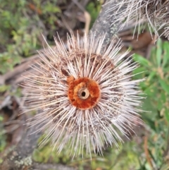 Banksia marginata at Wellington Park, TAS - 25 Apr 2023 08:57 PM