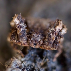 Stephanopis altifrons (Knobbly crab spider) at Florey, ACT - 23 Apr 2023 by KorinneM