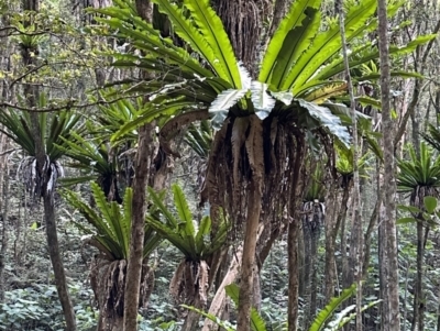 Asplenium australasicum (Bird's Nest Fern, Crow's Nest Fern) at Copeland, NSW - 7 May 2023 by blackdiamondimages