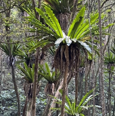 Asplenium australasicum (Bird's Nest Fern, Crow's Nest Fern) at Copeland, NSW - 7 May 2023 by blackdiamondimages