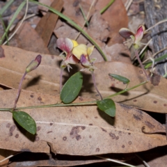 Bossiaea prostrata (Creeping Bossiaea) at Bournda, NSW - 4 Oct 2016 by Steve63