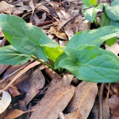 Arum italicum at O'Connor, ACT - 8 Jun 2023