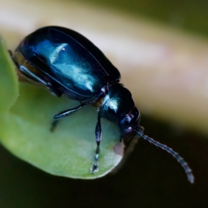 Altica sp. (genus) at Acton, ACT - 26 Apr 2023