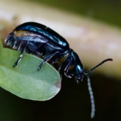 Altica sp. (genus) at Acton, ACT - 26 Apr 2023