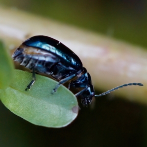 Altica sp. (genus) at Acton, ACT - 26 Apr 2023