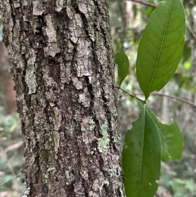 Notelaea longifolia f. longifolia (Mock Olive) at Diamond Beach, NSW - 8 Jun 2023 by blackdiamondimages