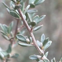 Leptospermum myrtifolium at Lower Boro, NSW - 7 Jun 2023 12:32 PM