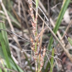 Lepidosperma laterale (Variable Sword Sedge) at Lower Boro, NSW - 7 Jun 2023 by JaneR