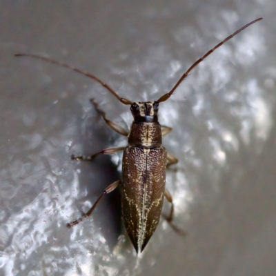 Temnosternus planiusculus (Longhorn beetle) at Acton, ACT - 26 Apr 2023 by KorinneM