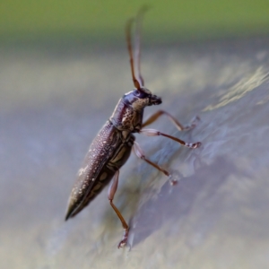 Temnosternus planiusculus at Acton, ACT - 26 Apr 2023