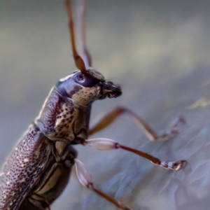 Temnosternus planiusculus at Acton, ACT - 26 Apr 2023