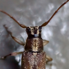 Temnosternus planiusculus at Acton, ACT - 26 Apr 2023