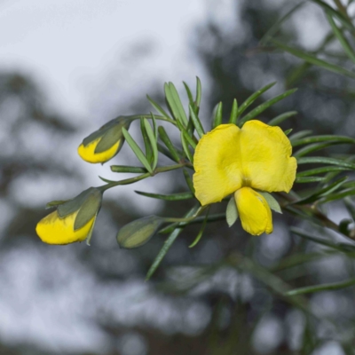 Gompholobium latifolium (Golden Glory Pea, Giant Wedge-pea) at Bournda, NSW - 19 Aug 2016 by Steve63