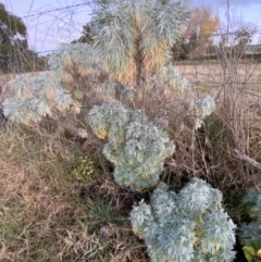 Artemisia arborescens (Tree Wormwood) at Oaks Estate, ACT - 8 Jun 2023 by SteveBorkowskis