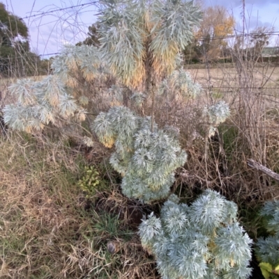 Artemisia arborescens (Tree Wormwood) at Oaks Estate, ACT - 8 Jun 2023 by SteveBorkowskis