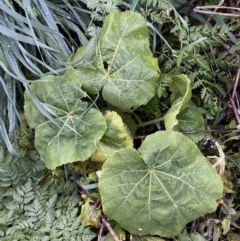 Cucurbita pepo (Pumpkin, Marrow, Squash) at Central Molonglo - 8 Jun 2023 by Steve_Bok