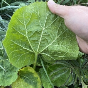 Cucurbita pepo at Jerrabomberra, ACT - 8 Jun 2023