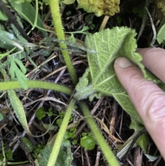 Cucurbita pepo at Jerrabomberra, ACT - 8 Jun 2023