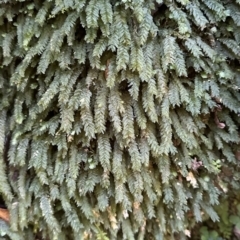 Unidentified Moss, Liverwort or Hornwort at Copeland, NSW - 7 May 2023 by blackdiamondimages