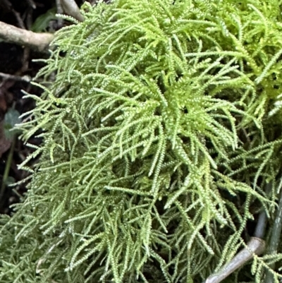 Unidentified Moss, Liverwort or Hornwort at Copeland, NSW - 7 May 2023 by blackdiamondimages