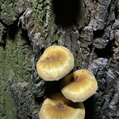 Unidentified Cap on a stem; gills below cap [mushrooms or mushroom-like] at Diamond Beach, NSW - 7 May 2023 by blackdiamondimages