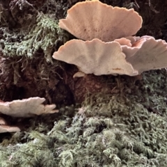 Unidentified Other fungi on wood at Gloucester Tops, NSW - 6 May 2023 by blackdiamondimages