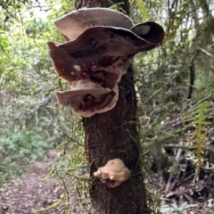 Unidentified Other fungi on wood at Copeland, NSW - 7 May 2023 by blackdiamondimages