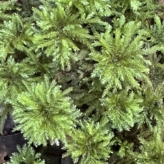 Unidentified Moss / Liverwort / Hornwort at Invergordon, NSW - 6 May 2023 by blackdiamondimages