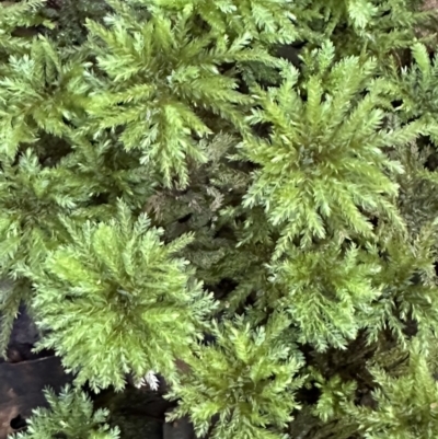 Unidentified Moss, Liverwort or Hornwort at Invergordon, NSW - 6 May 2023 by blackdiamondimages