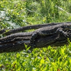 Varanus varius (Lace Monitor) at Potato Point, NSW - 2 Dec 2022 by Philip