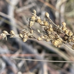 Juncus usitatus (Common Rush) at Lower Boro, NSW - 7 Jun 2023 by JaneR