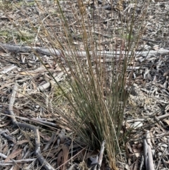 Juncus usitatus at Lower Boro, NSW - 7 Jun 2023 11:14 AM