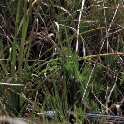 Leptorhynchos squamatus subsp. squamatus (Scaly Buttons) at Dry Plain, NSW - 30 Oct 2021 by AndyRoo