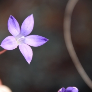 Wahlenbergia sp. at Hughes, ACT - 1 Jun 2023