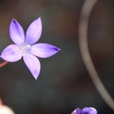 Wahlenbergia sp. (Bluebell) at Hughes, ACT - 1 Jun 2023 by LisaH