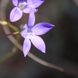 Wahlenbergia sp. at Hughes, ACT - 1 Jun 2023