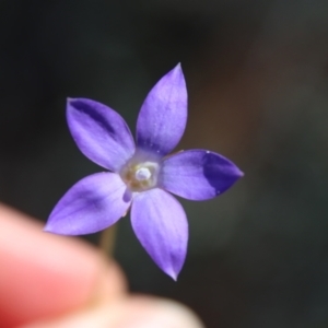 Wahlenbergia sp. at Hughes, ACT - 1 Jun 2023